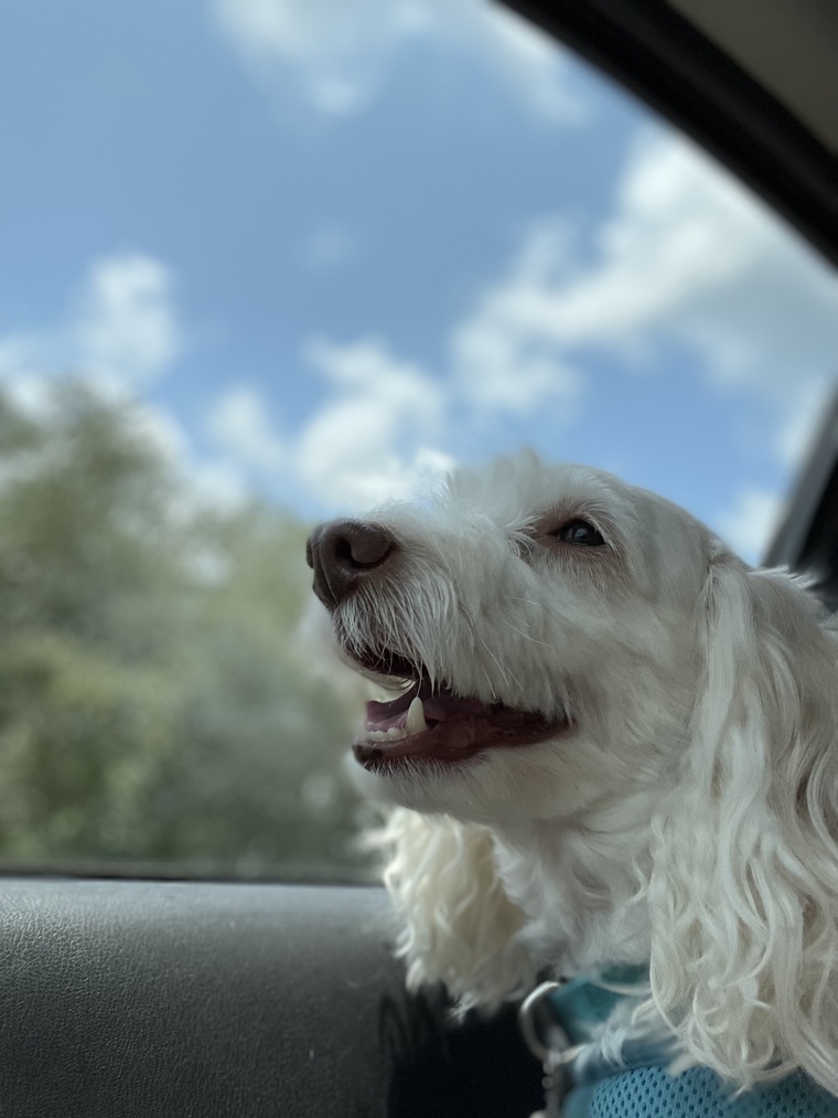 Marley banner image