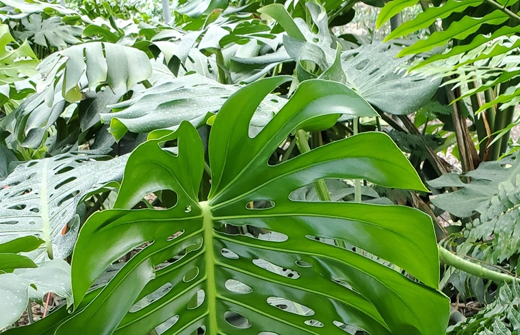 Mistress Monstera cover image