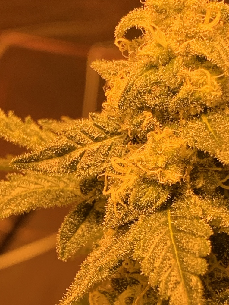 Juicy beautii ๐๐ซฆ banner image