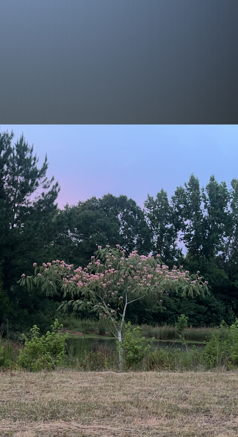 Rosebud🥀🥵 banner image