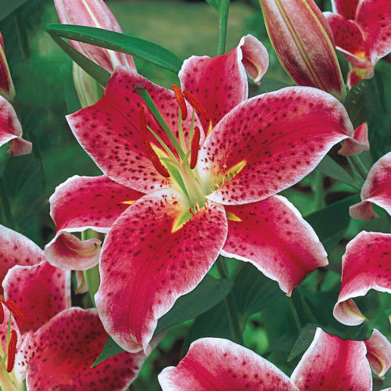 Molly York cover image