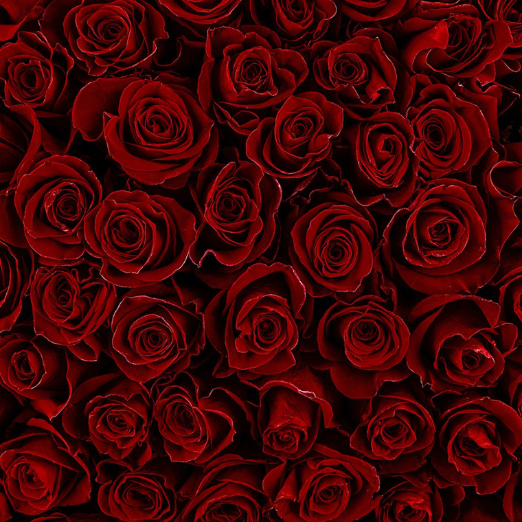 Mommy Rozie 🌹 cover image