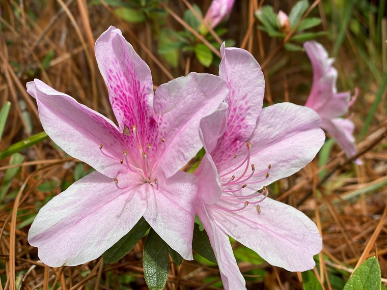 Montana Rose cover image