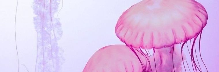 Moon Feet banner image