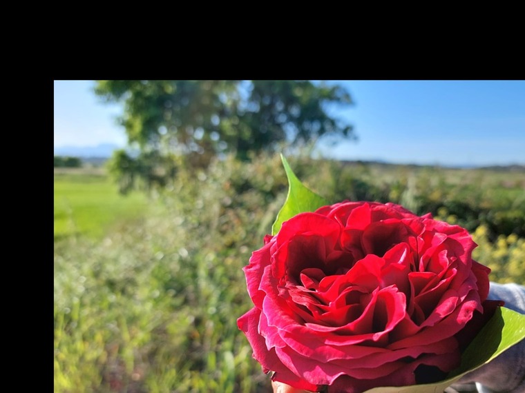 JoselynCapelo banner image