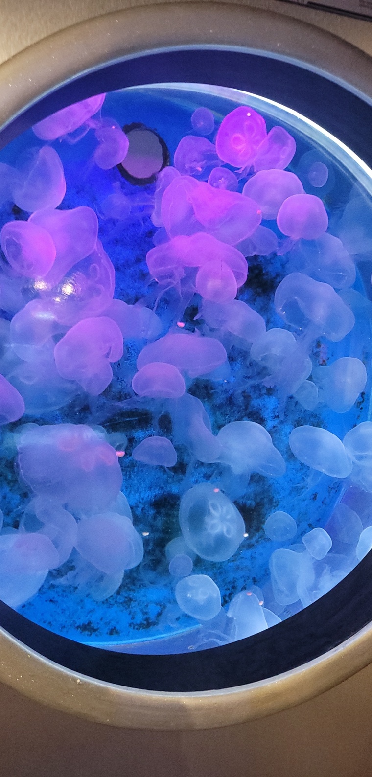 MorenaLilac banner image