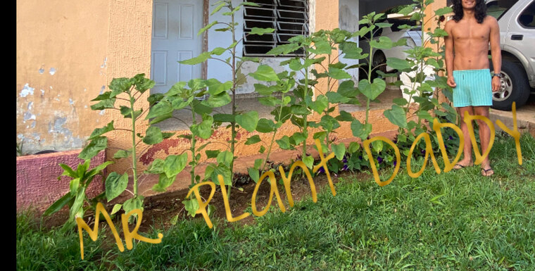 Mr. Plant Daddy cover image