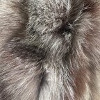 Obsessed with thick soft furs avatar