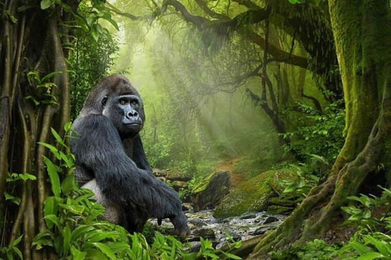 Persian Gorilla cover image