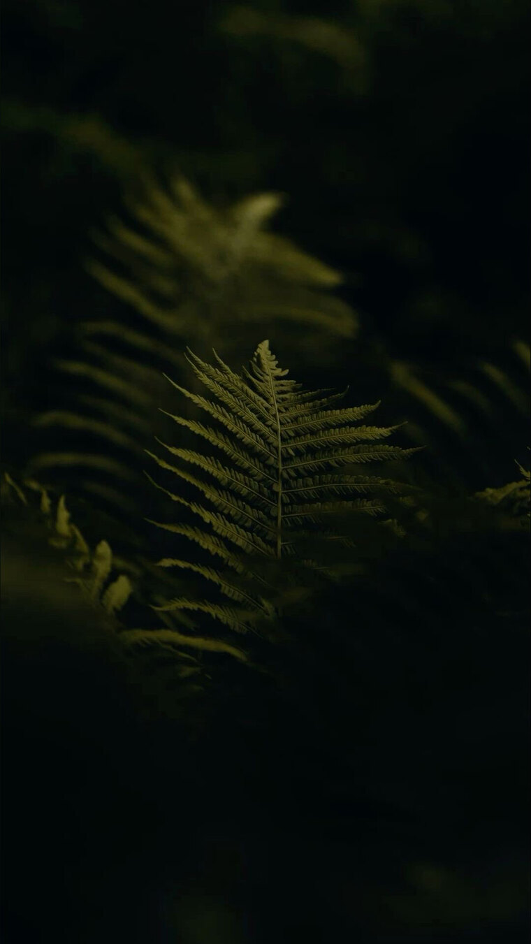 Evergreen banner image