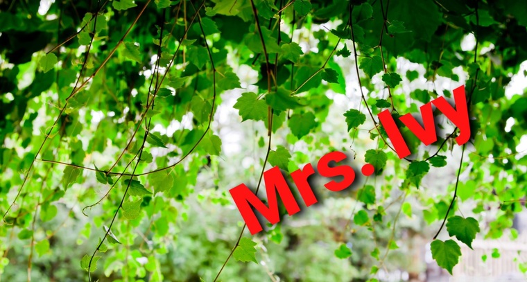 Mrs. Ivy banner image