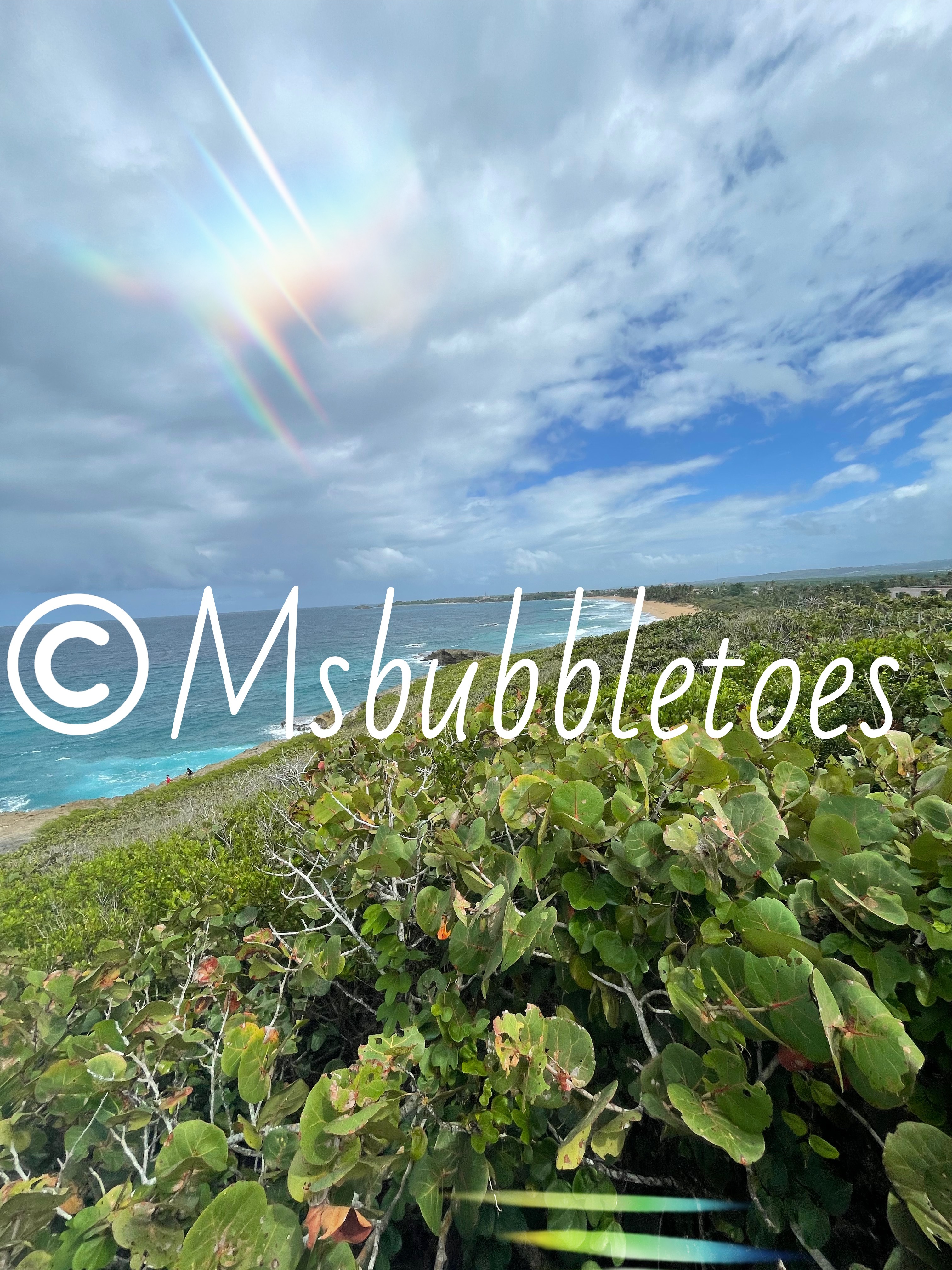 Msbubbletoes banner image