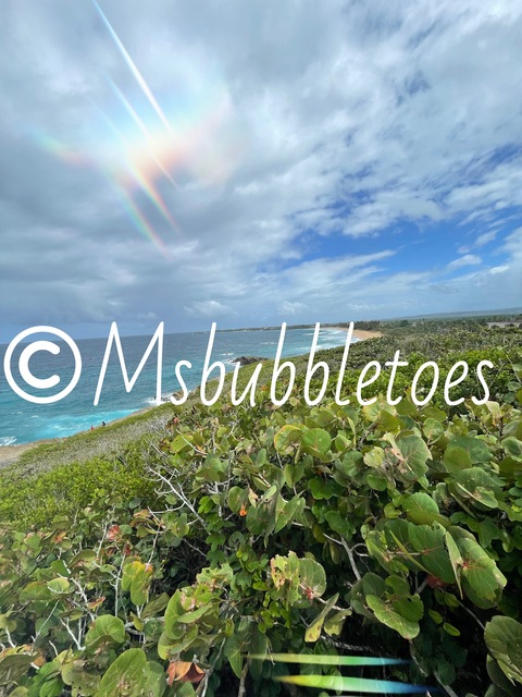 Msbubbletoes cover image