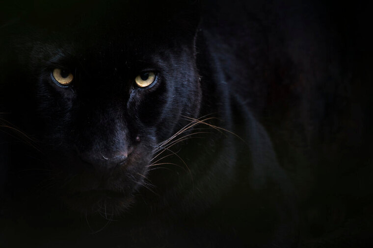 Mistress Nyx cover image