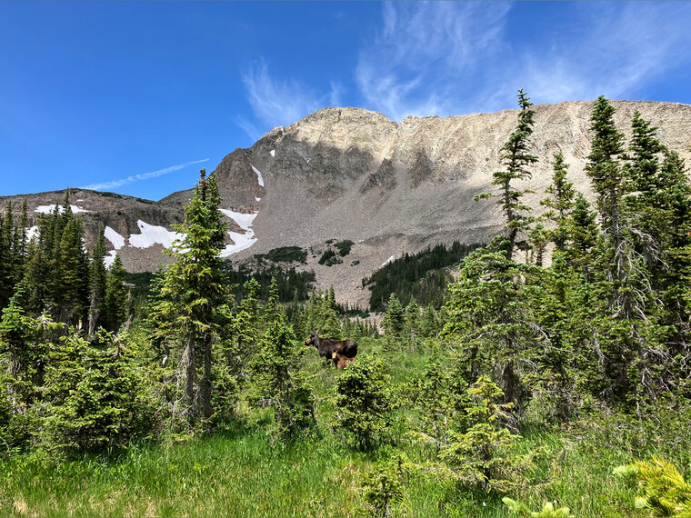 Mountain GOAT banner image