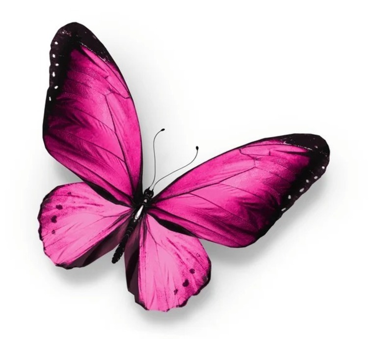 Ms Pink Butterfly banner image
