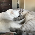 Bubs and Gubster 😸 avatar
