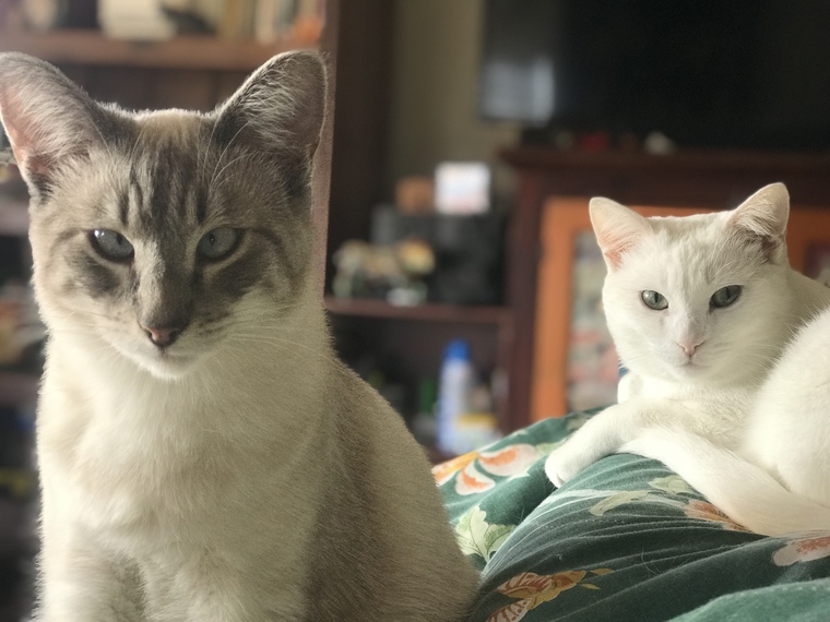 Bubs and Gubster 😸 cover image