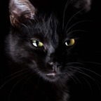 Kitty Noir avatar