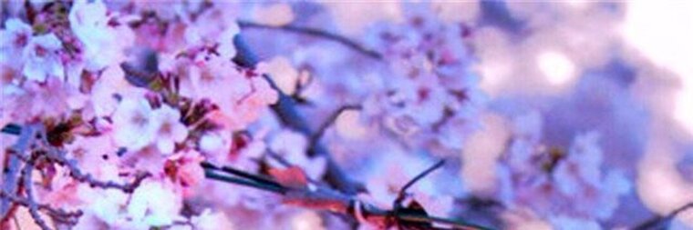 ✨Nano✨ banner image