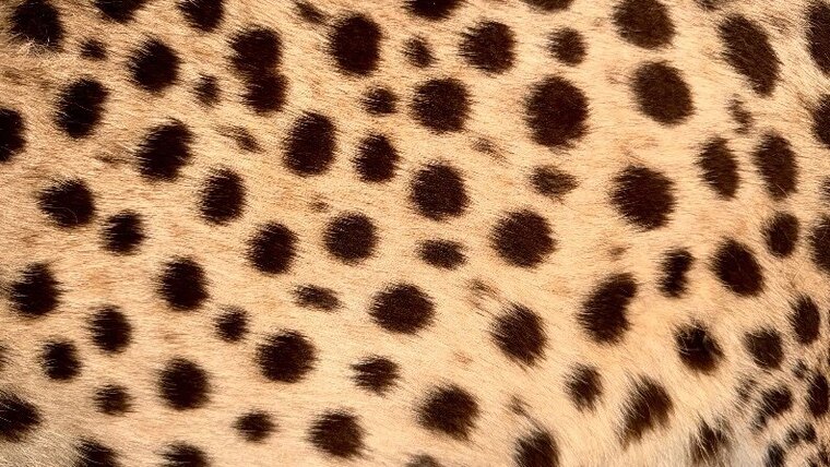 NALA 🐆 cover image