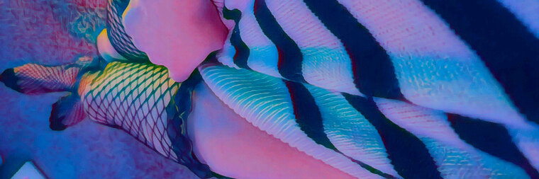 Nameless Queen cover image