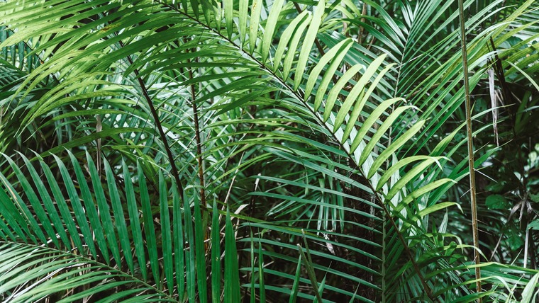 Nantia cover image