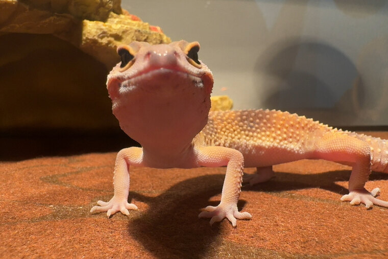 Natalie banner image
