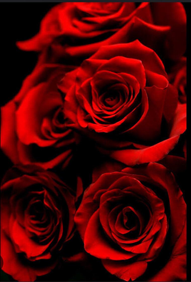 Natasha Rose cover image