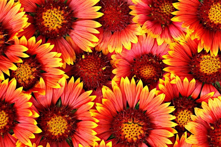Ell cover image