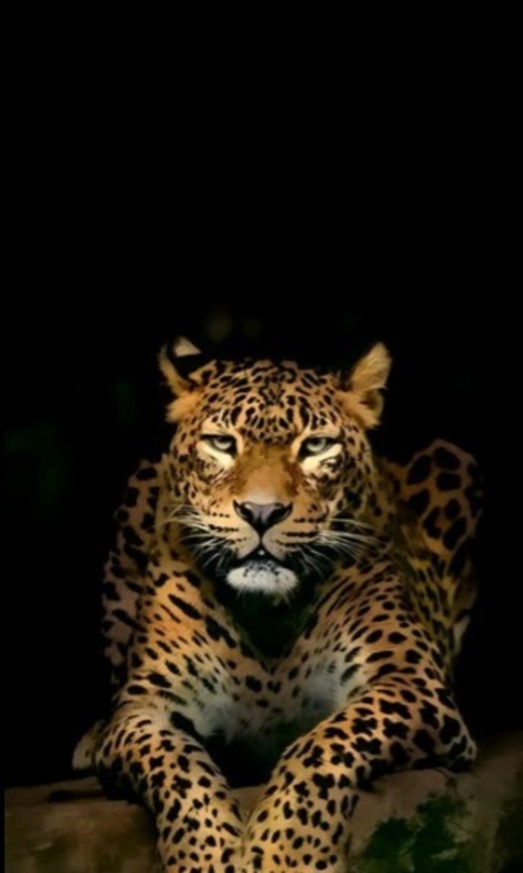Lalaa cover image