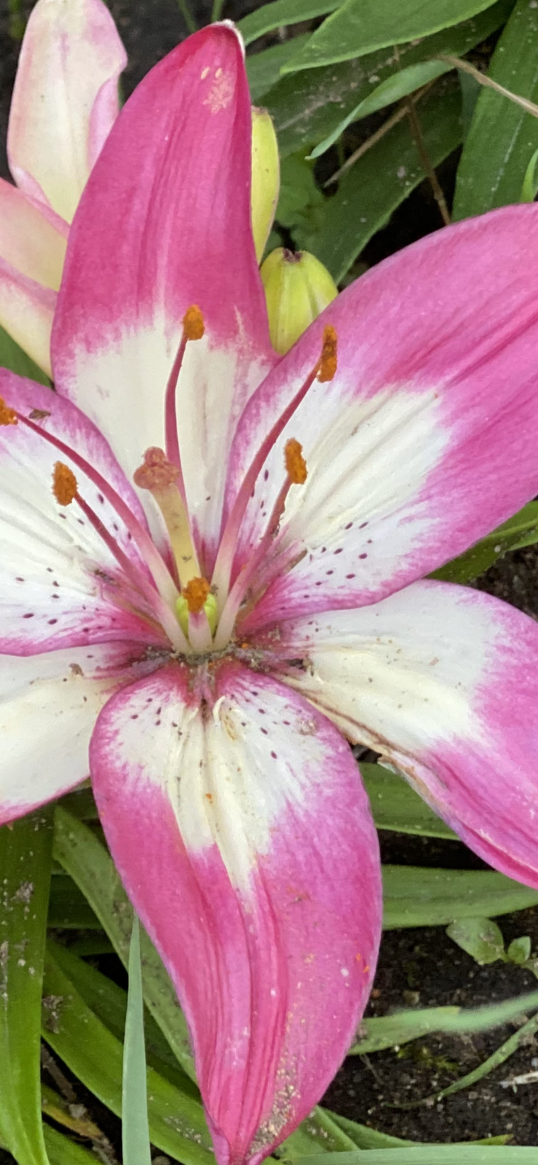 The Naughty Nurse cover image