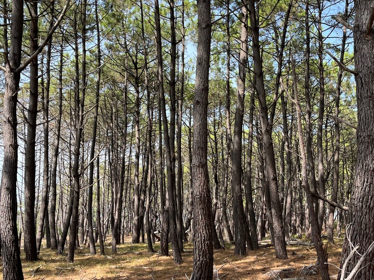Nerea cover image