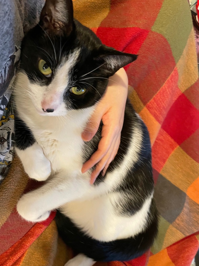 Next door Meowy cover image