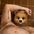 🐻 nichobearca 🐻 avatar