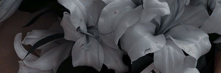 Pretty Nicolette cover image