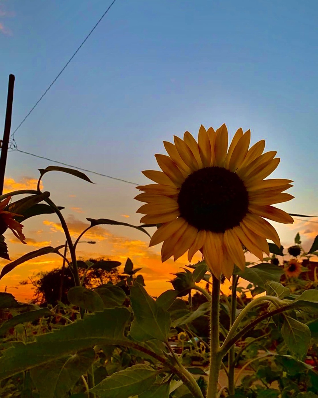 noah_farmer banner image
