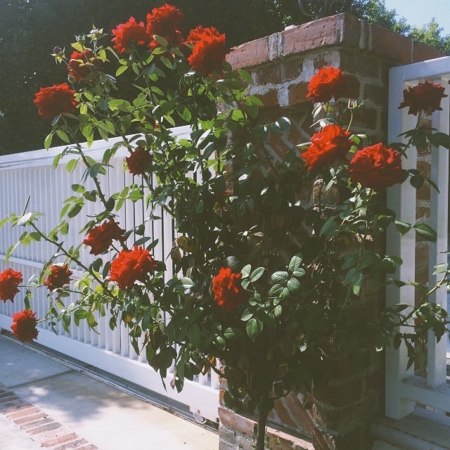 claire de lune banner image