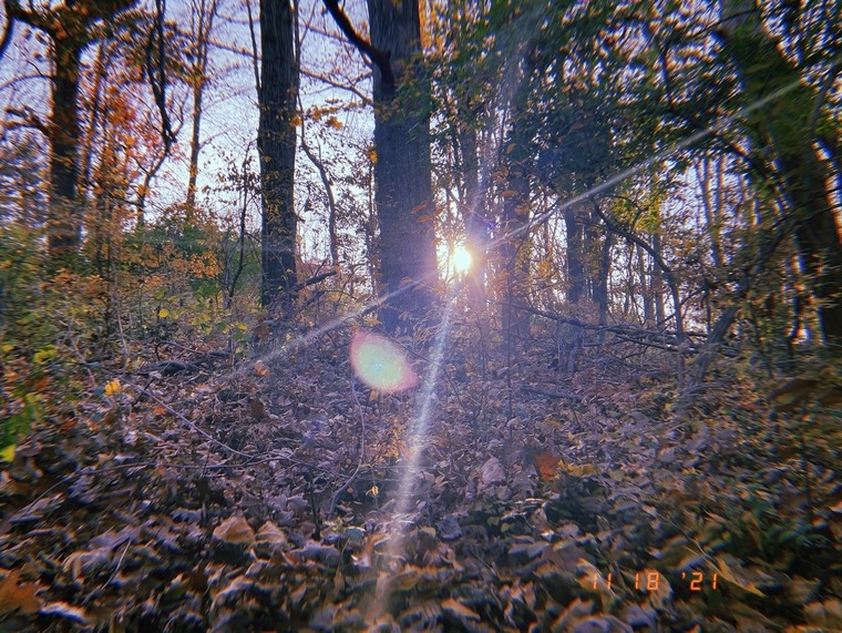 🌿Noot🪵 cover image