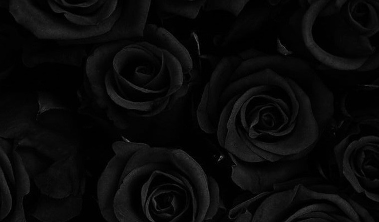 Nora Nova cover image