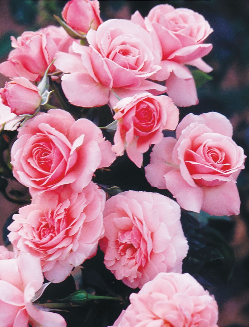 Nikita rose banner image