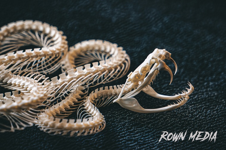Rown cover image