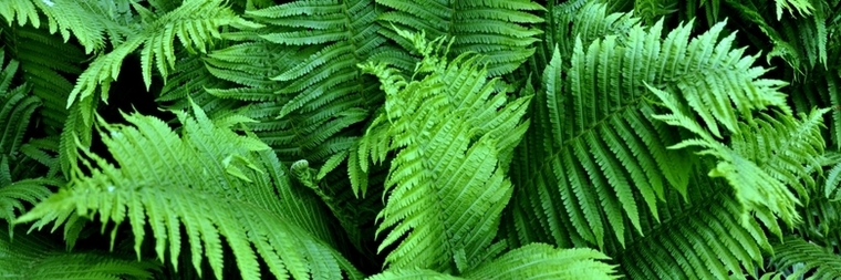 blue banner image