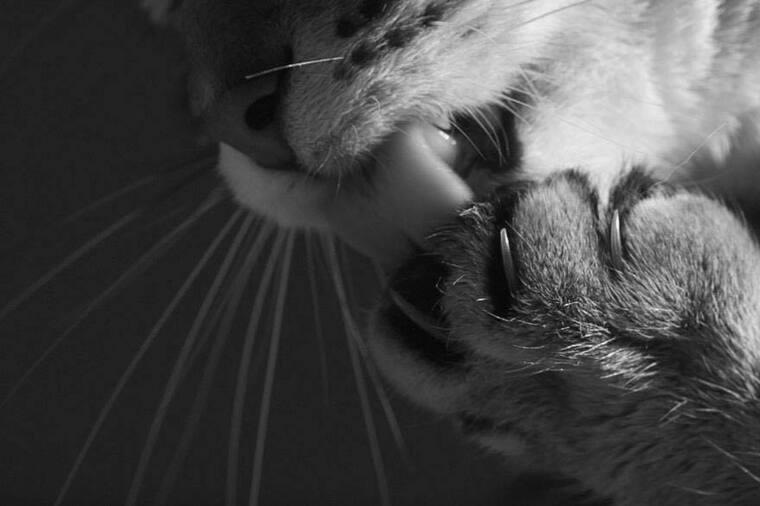 devilcatz1 banner image