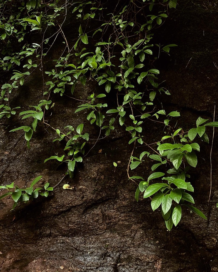 Olive cover image