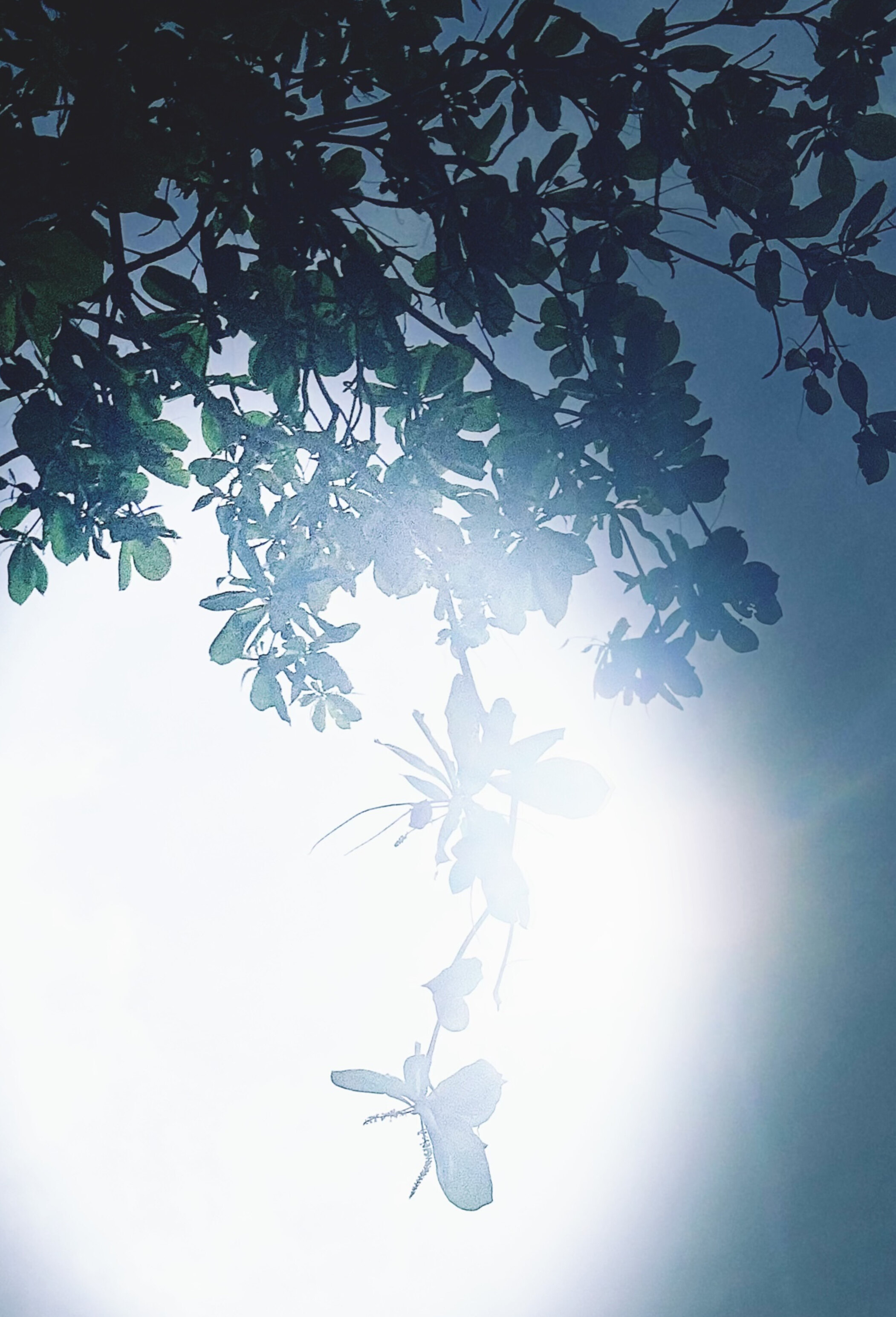 Olivia Queen banner image