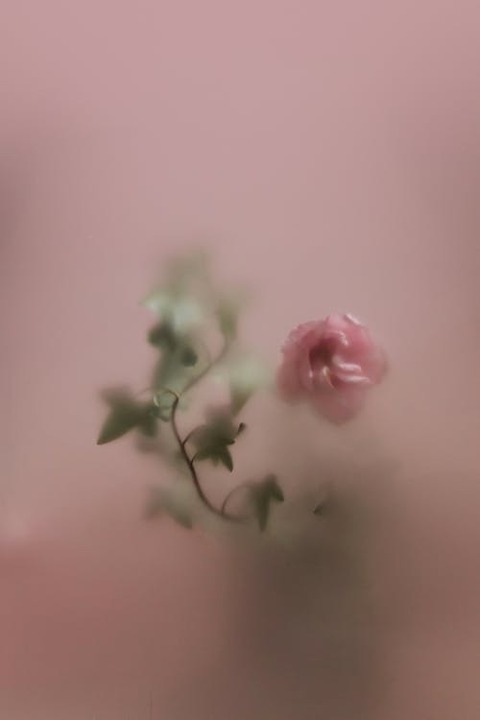 Ollie cover image