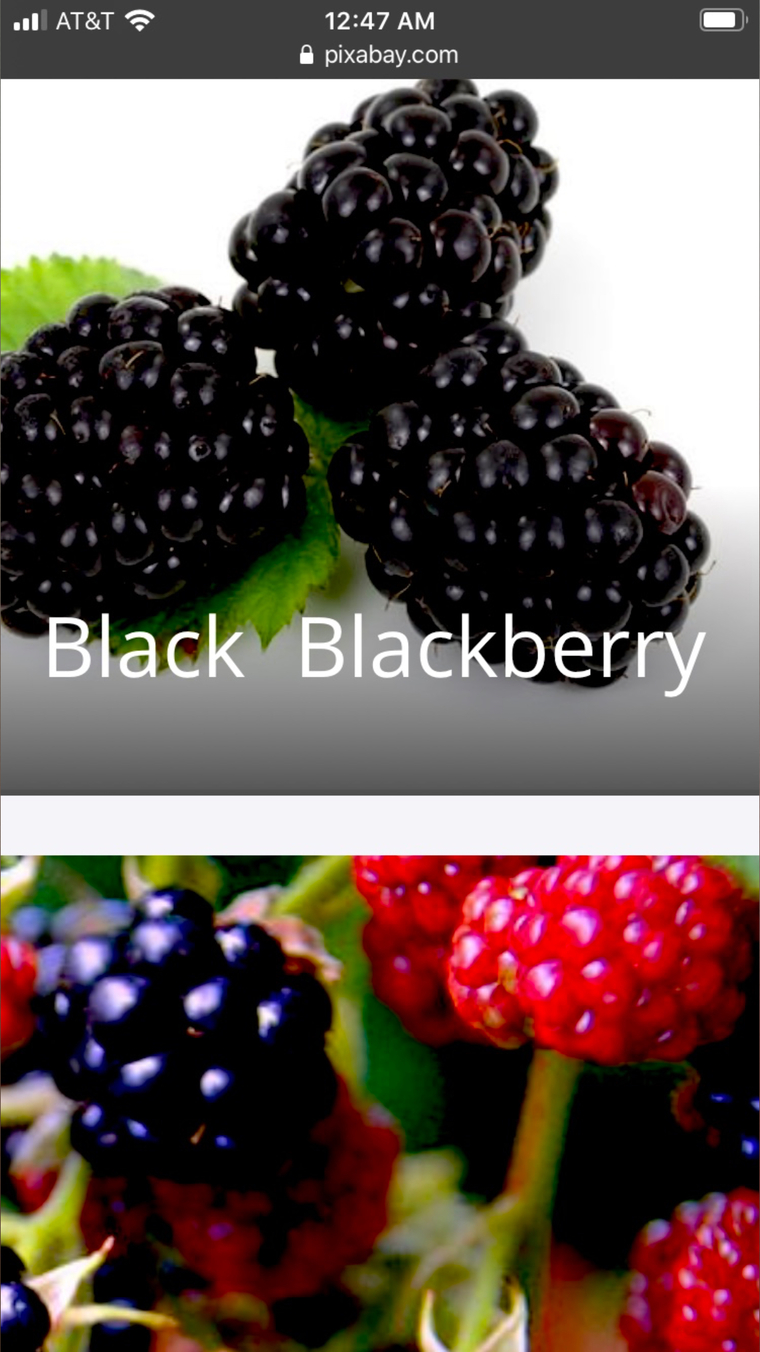 Blackberry banner image
