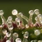 OnlyPlants avatar