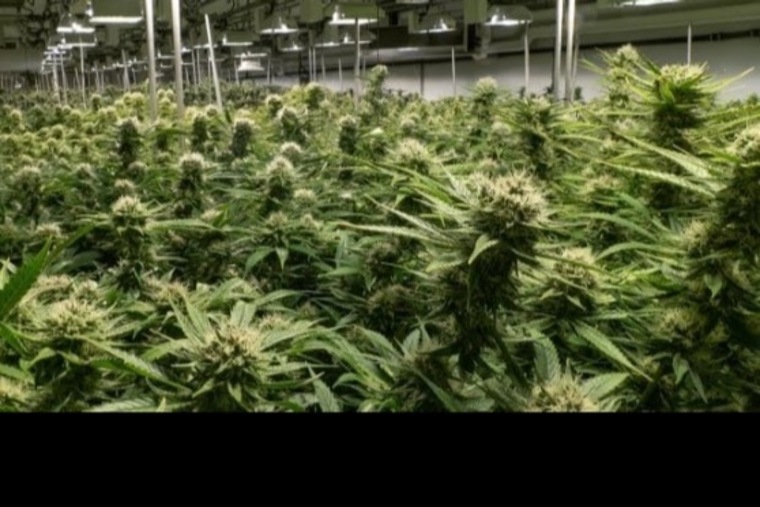 OnlyPlants banner image